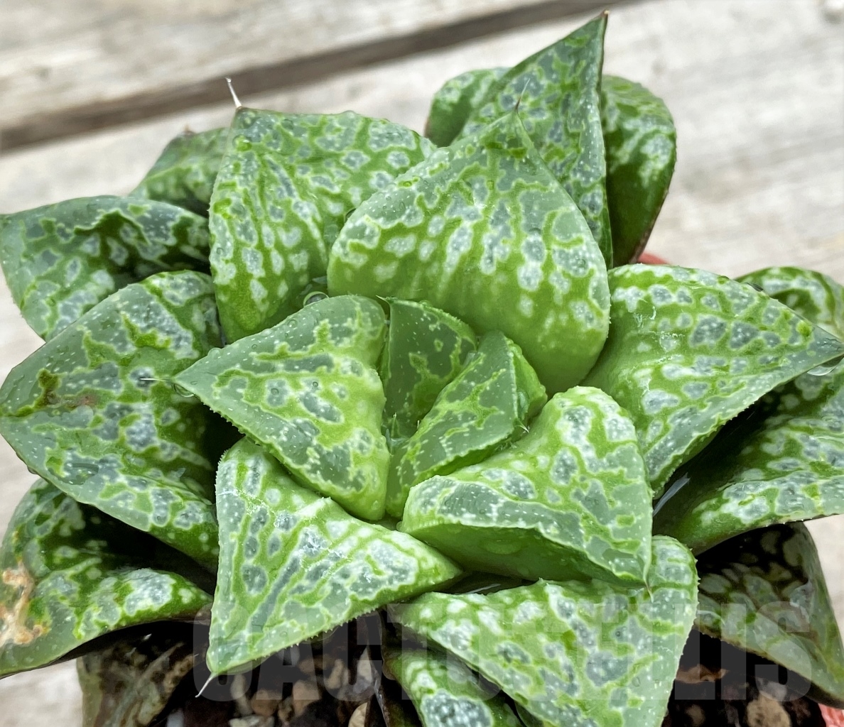 SHPR12285 Haworthia 'Kamen Butokai' - Image 2