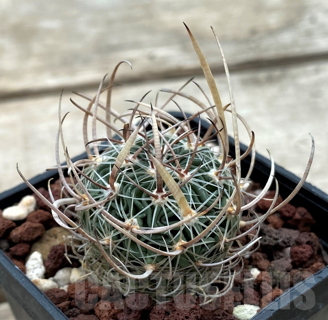 SHPR12291 Echinofossulocactus multicostatus f. lloydii BH 32 -San Luis Potosi, Mexico-