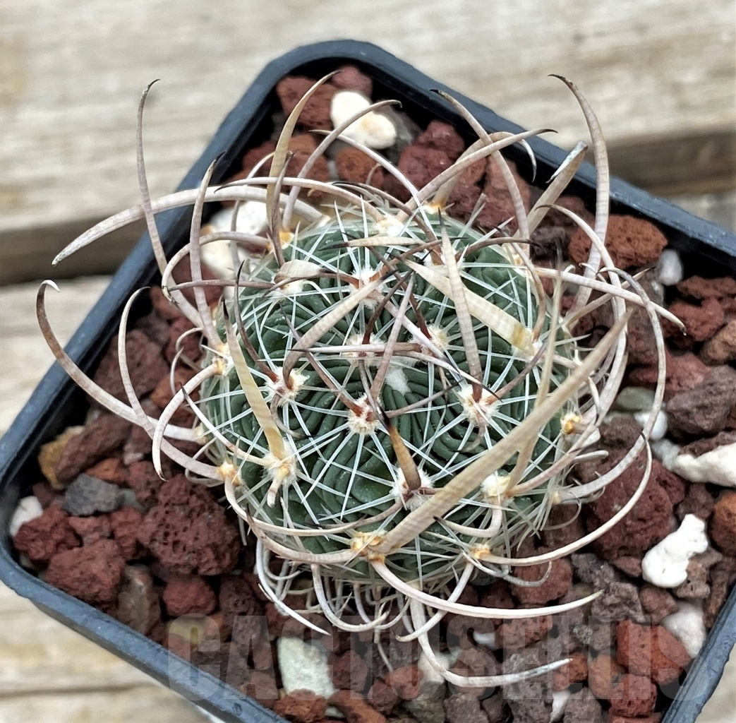 SHPR12291 Echinofossulocactus multicostatus f. lloydii BH 32 -San Luis Potosi, Mexico- - Image 2