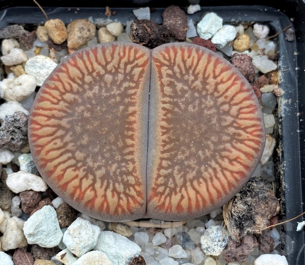 SHPR12294 Lithops aucampiae 'Red Danielskuil'