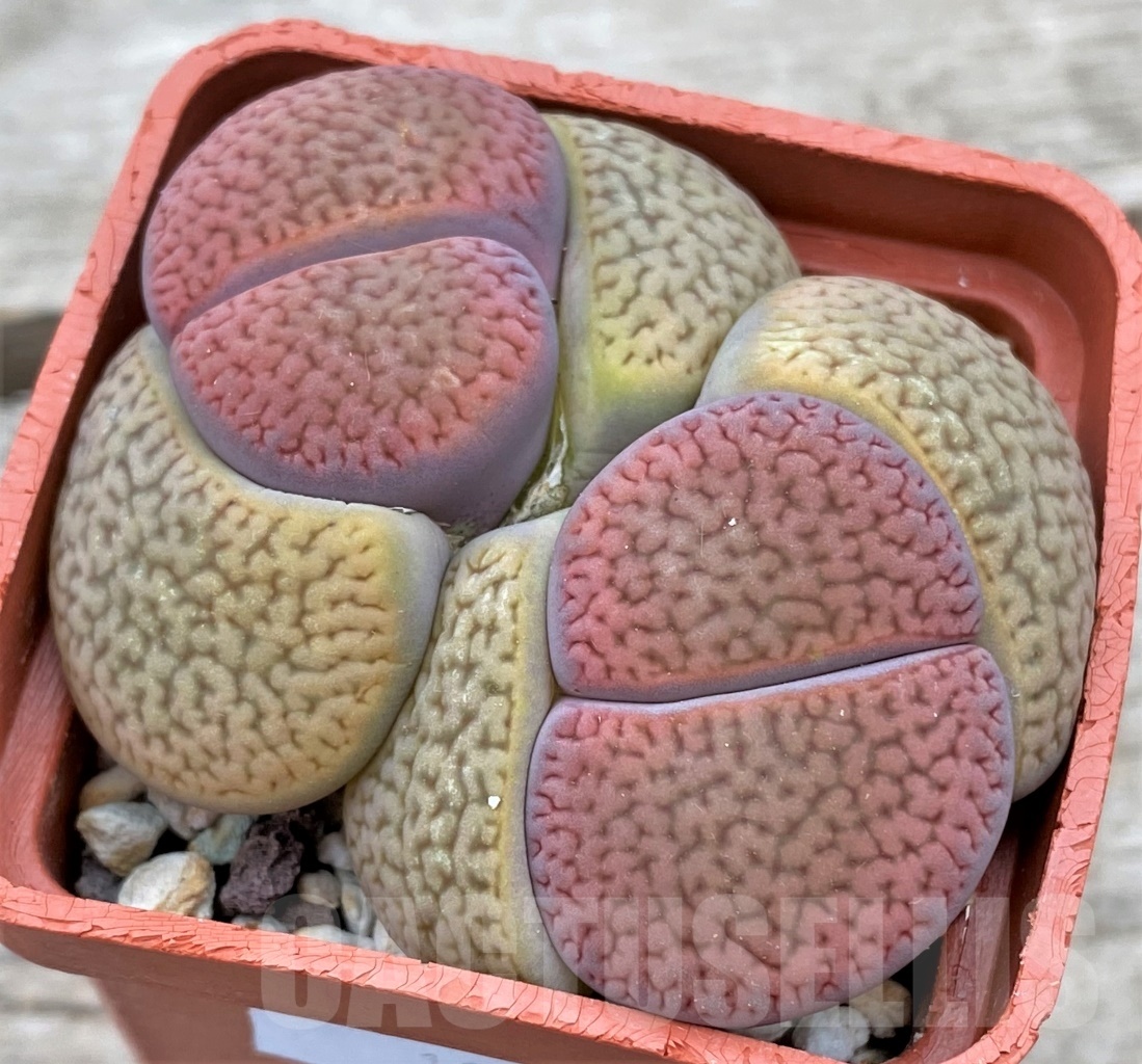 SHPR12295 Lithops hookeri