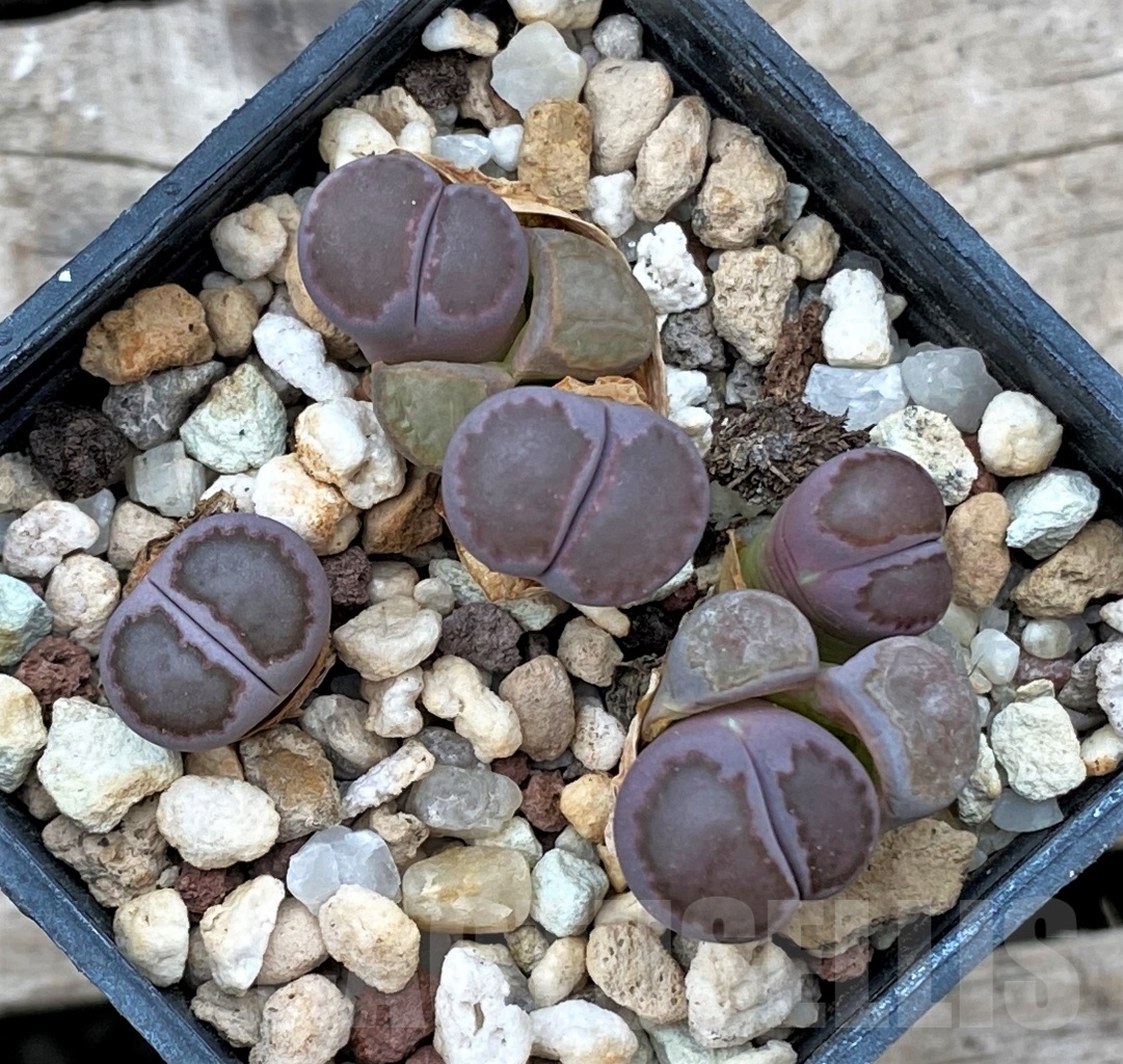 SHPR12298 Lithops villetii x salicola 'Bacchus'