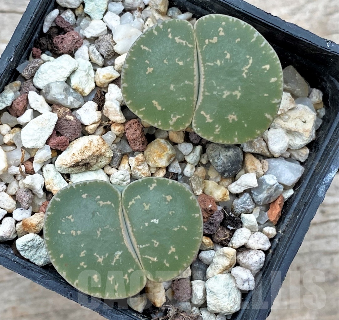SHPR12299 Lithops lesliei C 32