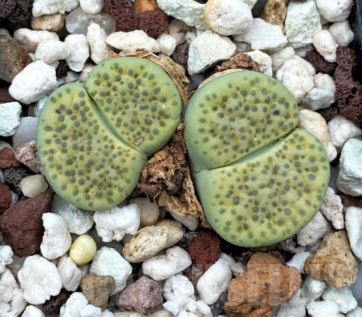 SHPR12300 Lithops fulviceps v. aurea