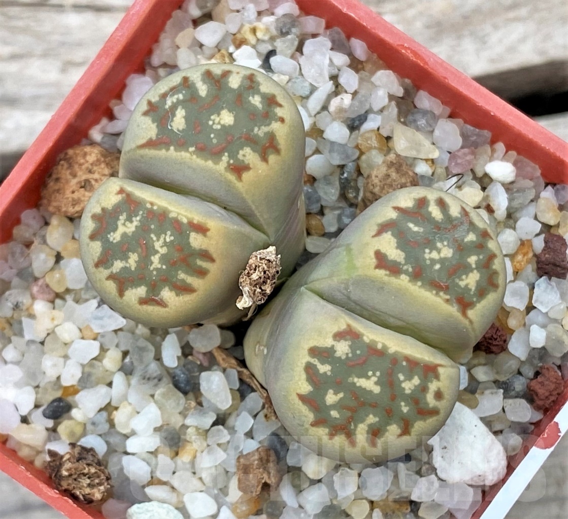 SHPR12301 Lithops dorotheae 'Select form'