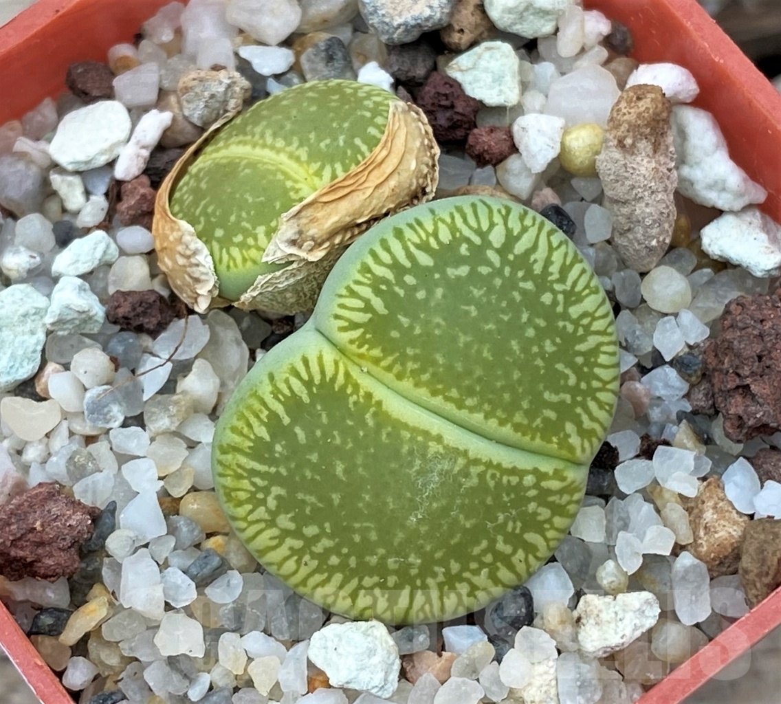 SHPR12302 Lithops aucampiae 'Bella Ketty'