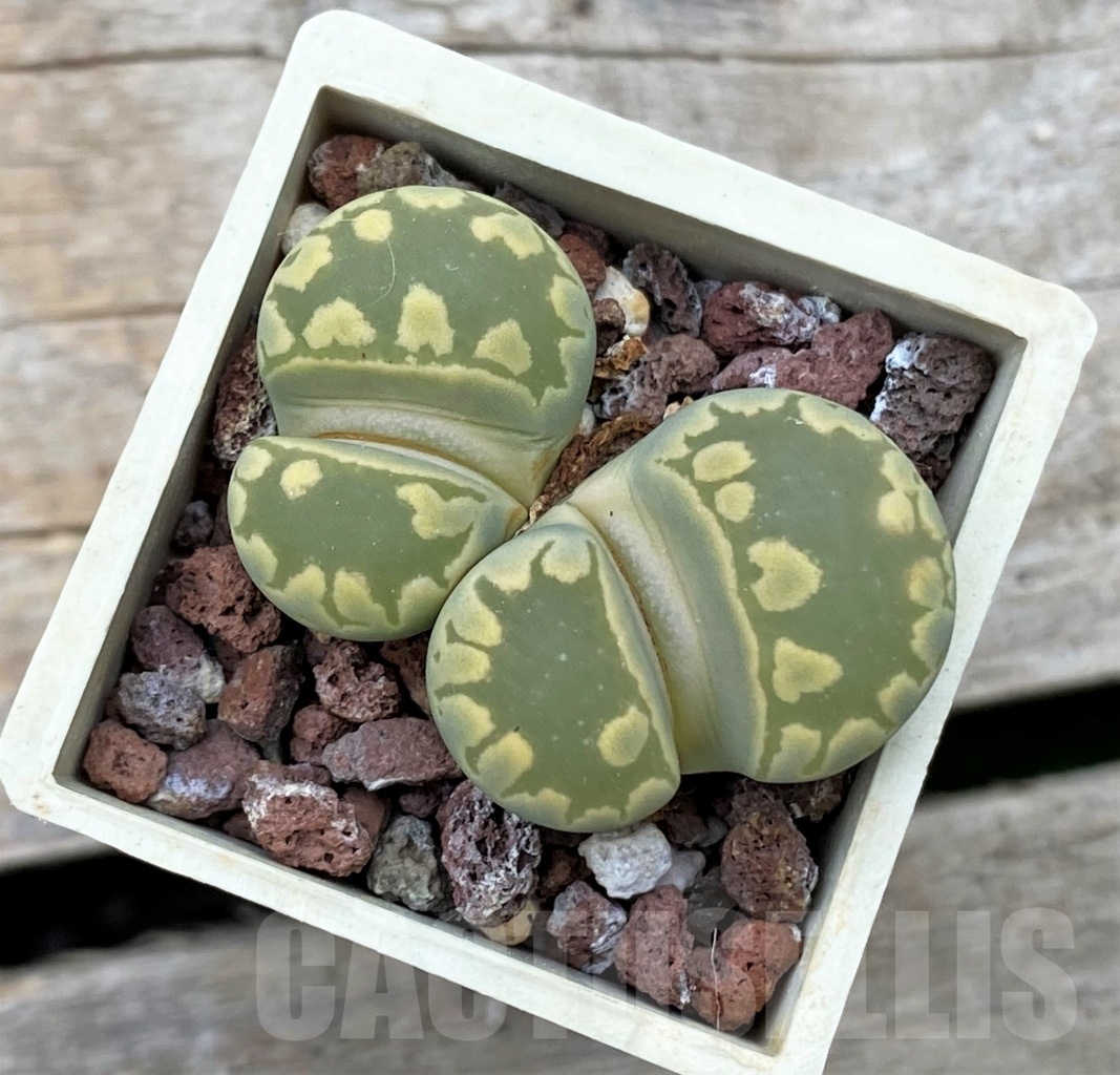 SHPR12303 Lithops otzeniana Select form