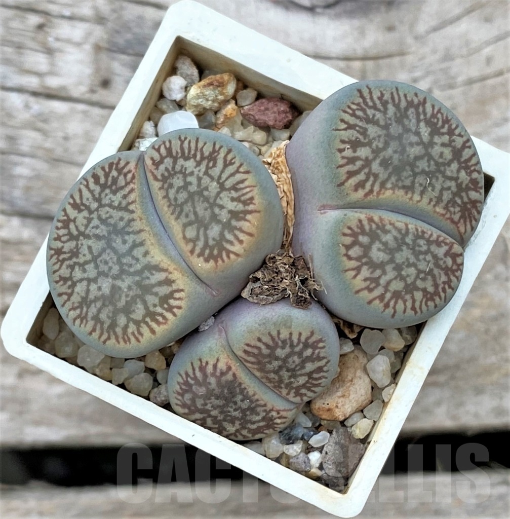 SHPR12306 Lithops aucampiae v. fluminalis