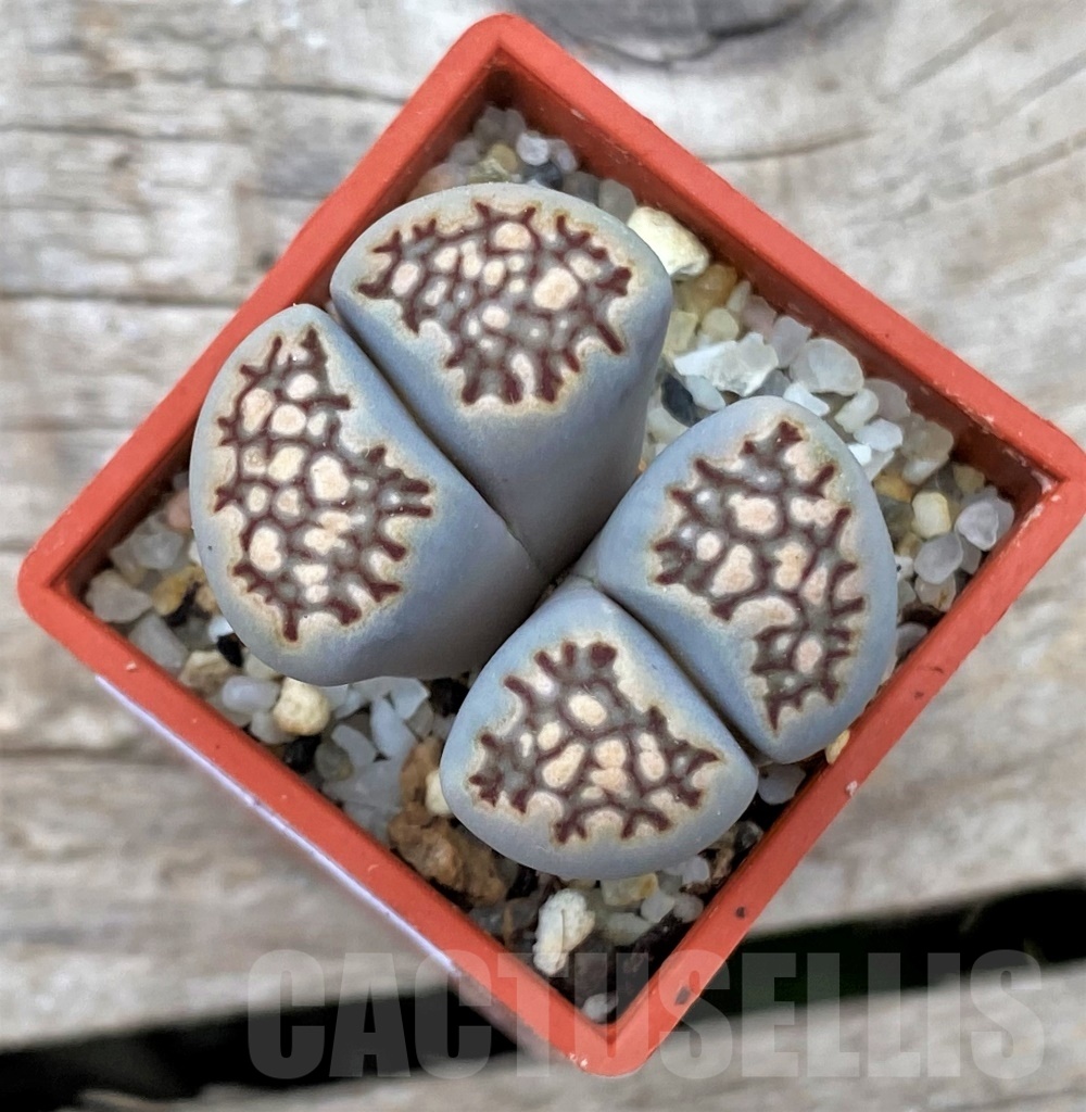 SHPR12307 Lithops hallii