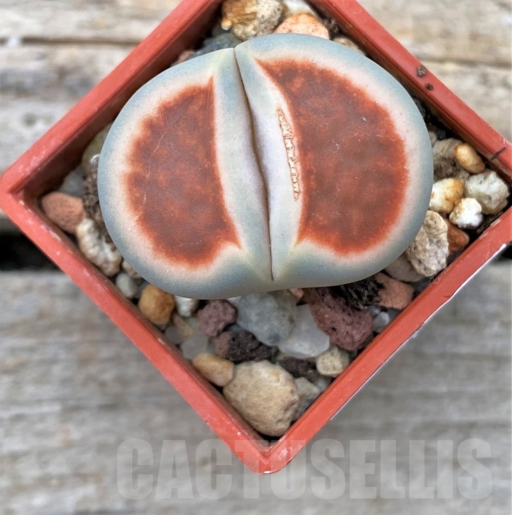 SHPR12308 Lithops karasmontana 'Top Red'