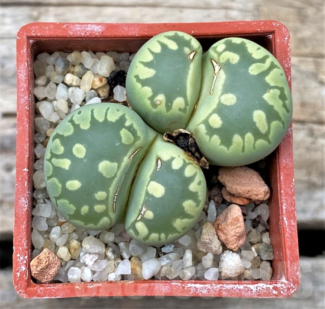 SHPR12311 Lithops otzeniana C280