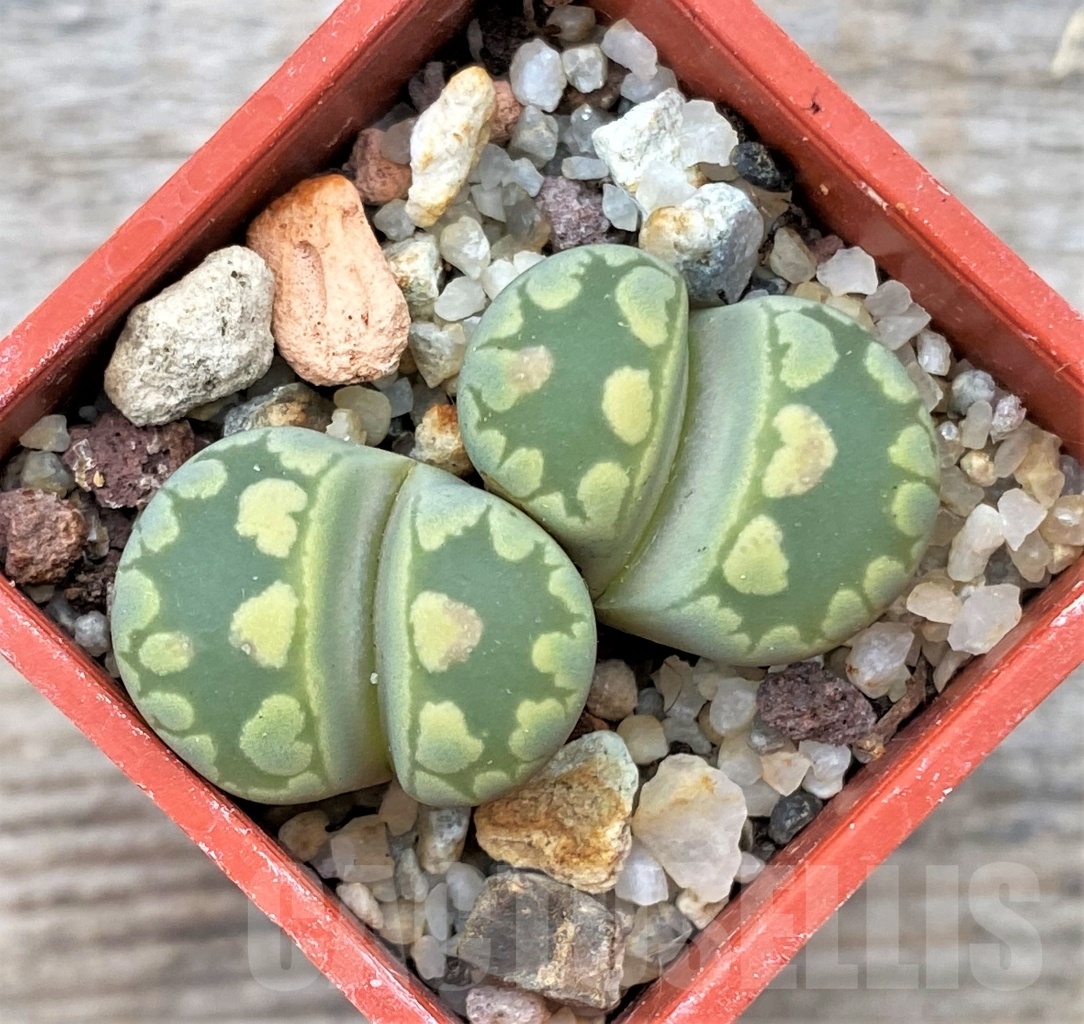 SHPR12312 Lithops otzeniana C280
