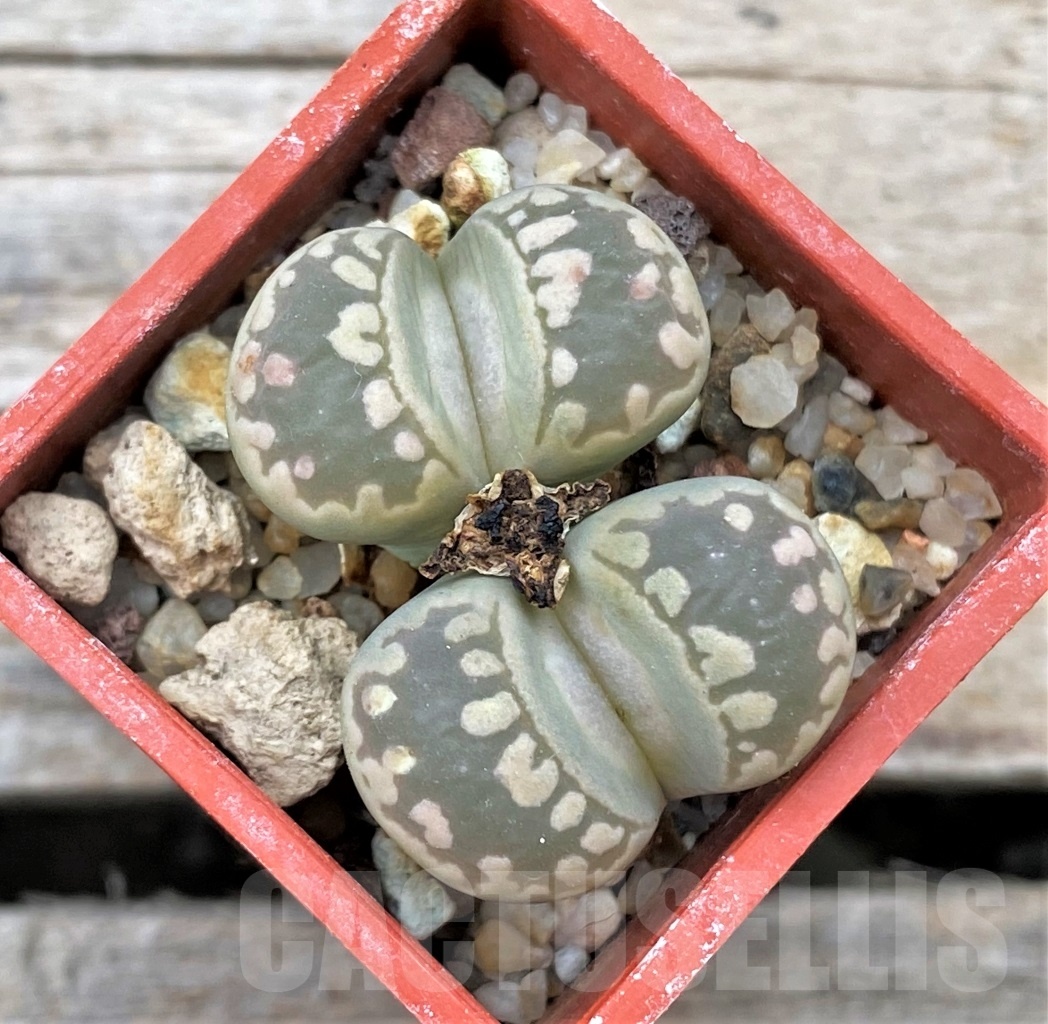 SHPR12313 Lithops otzeniana C128