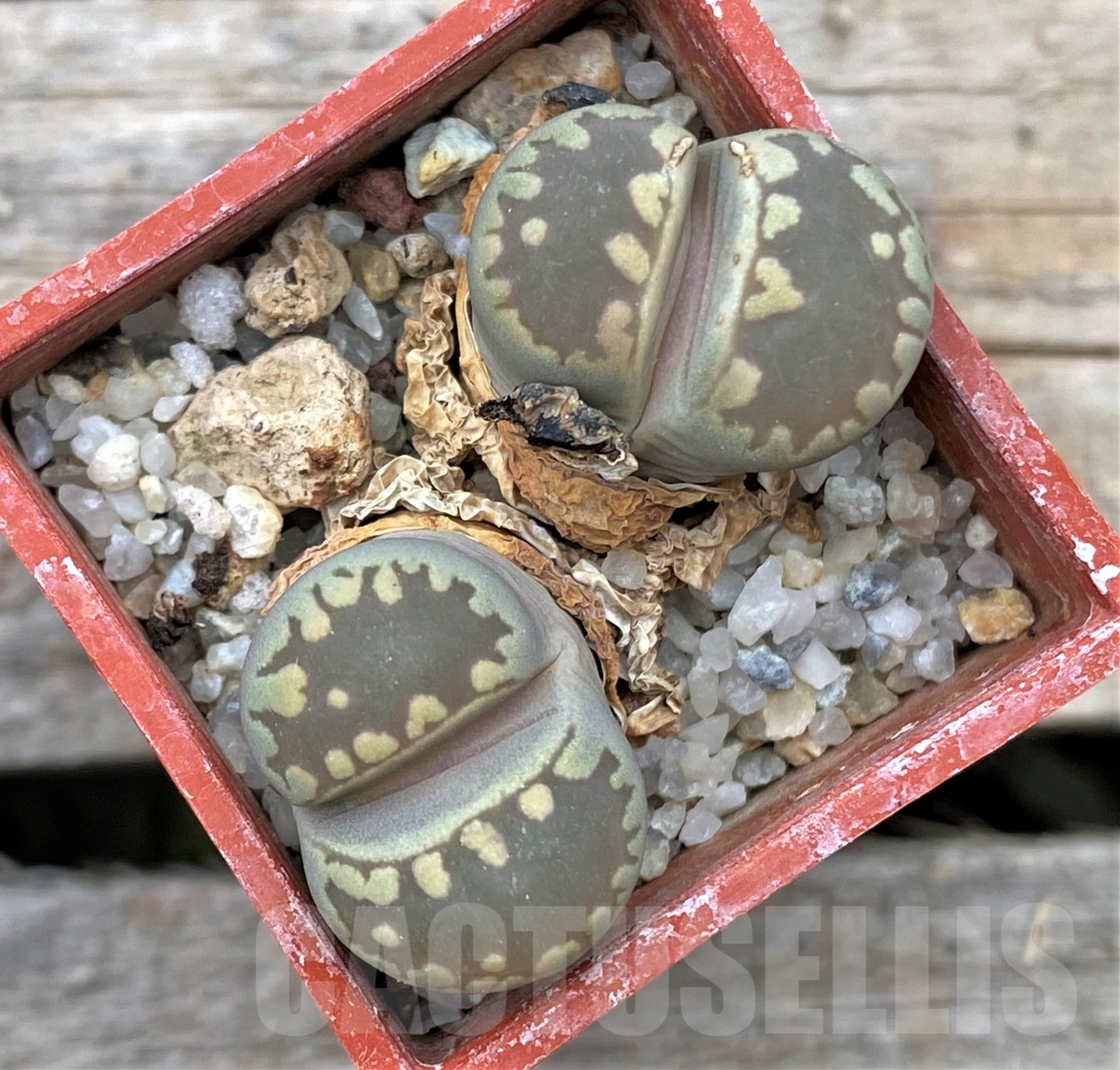 SHPR12314 Lithops otzeniana C128