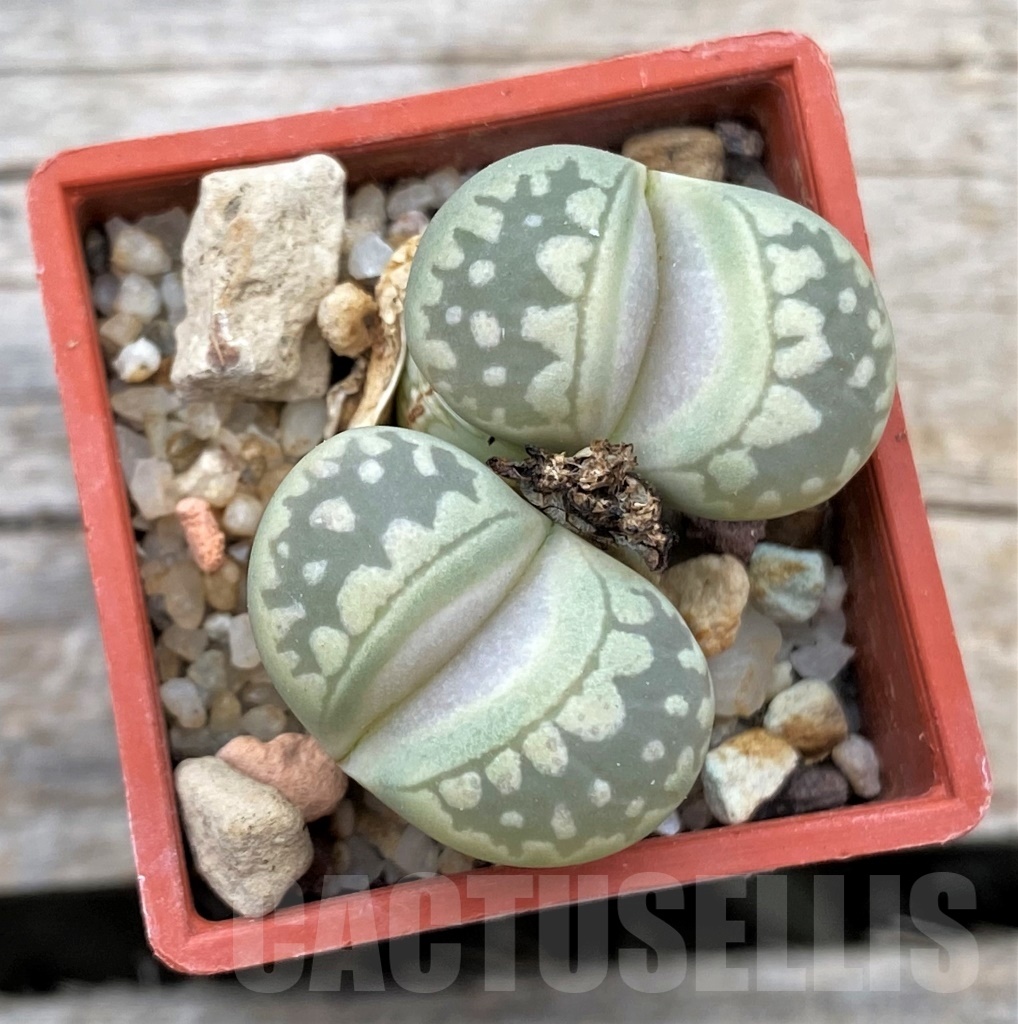 SHPR12315 Lithops otzeniana C350