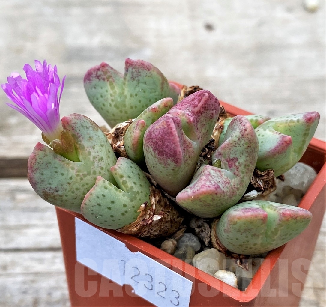 SHPR12323 Conophytum taylorianum v. ernianum