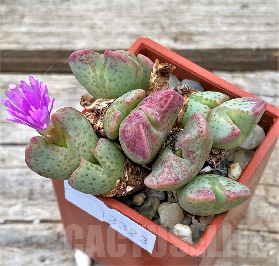 SHPR12323 Conophytum taylorianum v. ernianum - Imagen 2