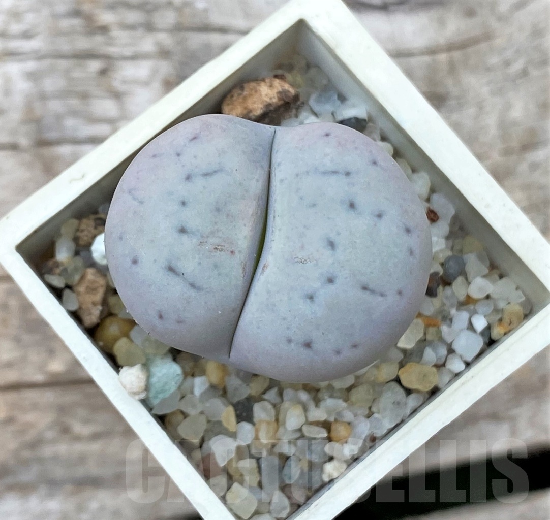 SHPR12324 Lithops pseudotruncatella v. volkii
