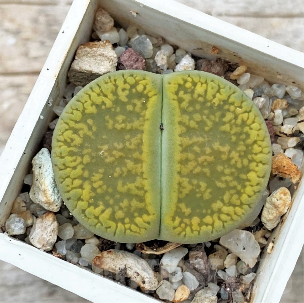 SHPR12326 Lithops aucampiae 'Jackson's Jade'