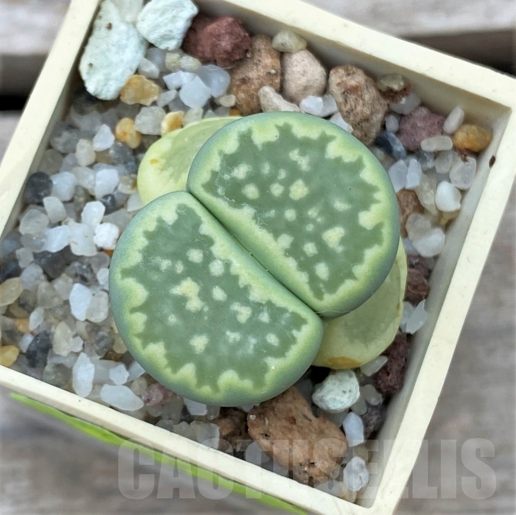 SHPR12332 Lithops salicola 'Malachite'