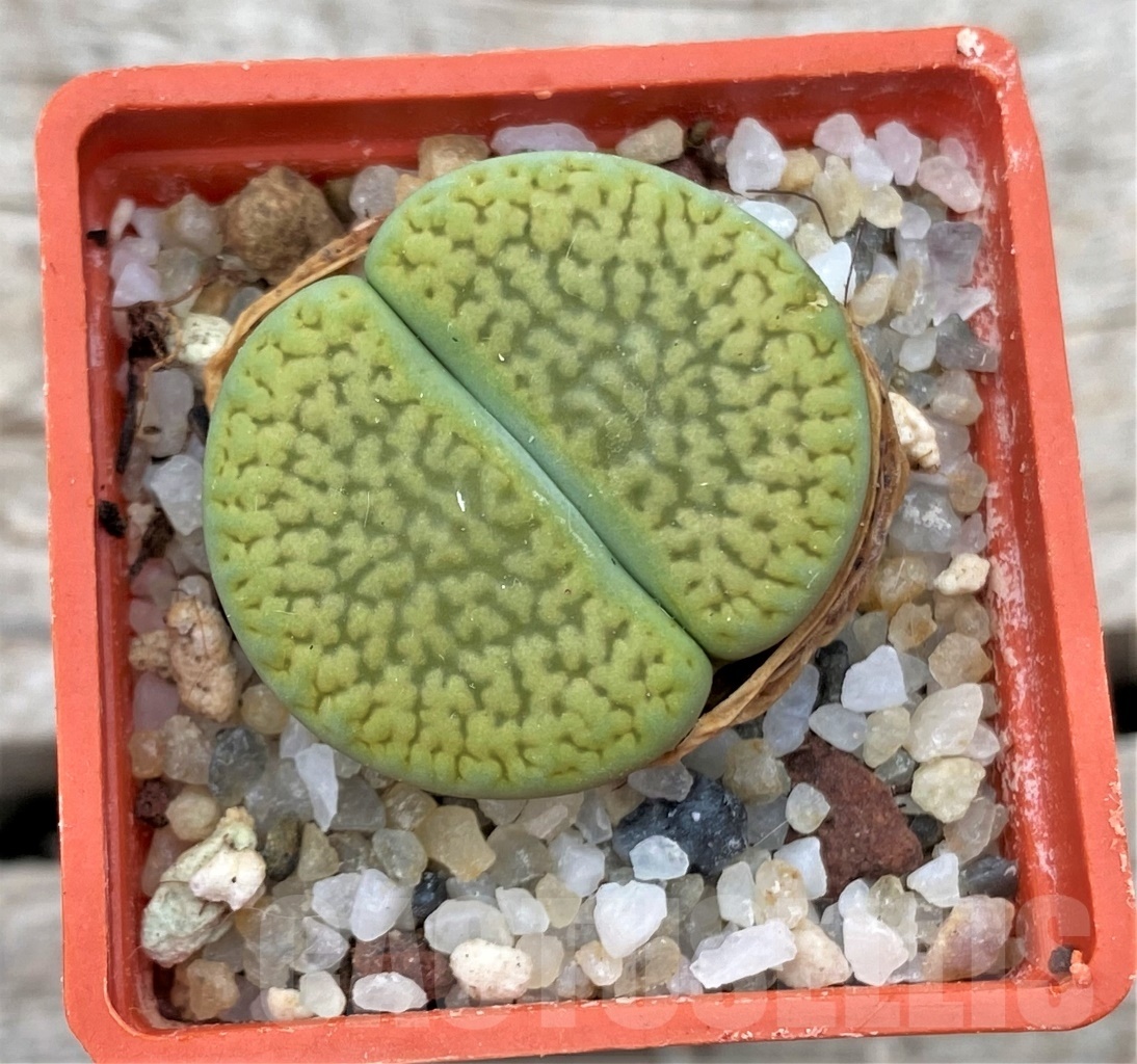 SHPR12339 Lithops hookeri 'Annarosa'