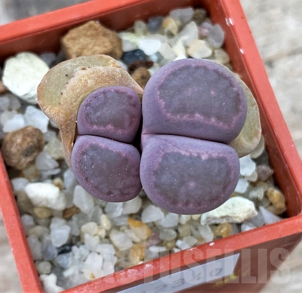 SHPR12340 Lithops salicola 'Bacchus'