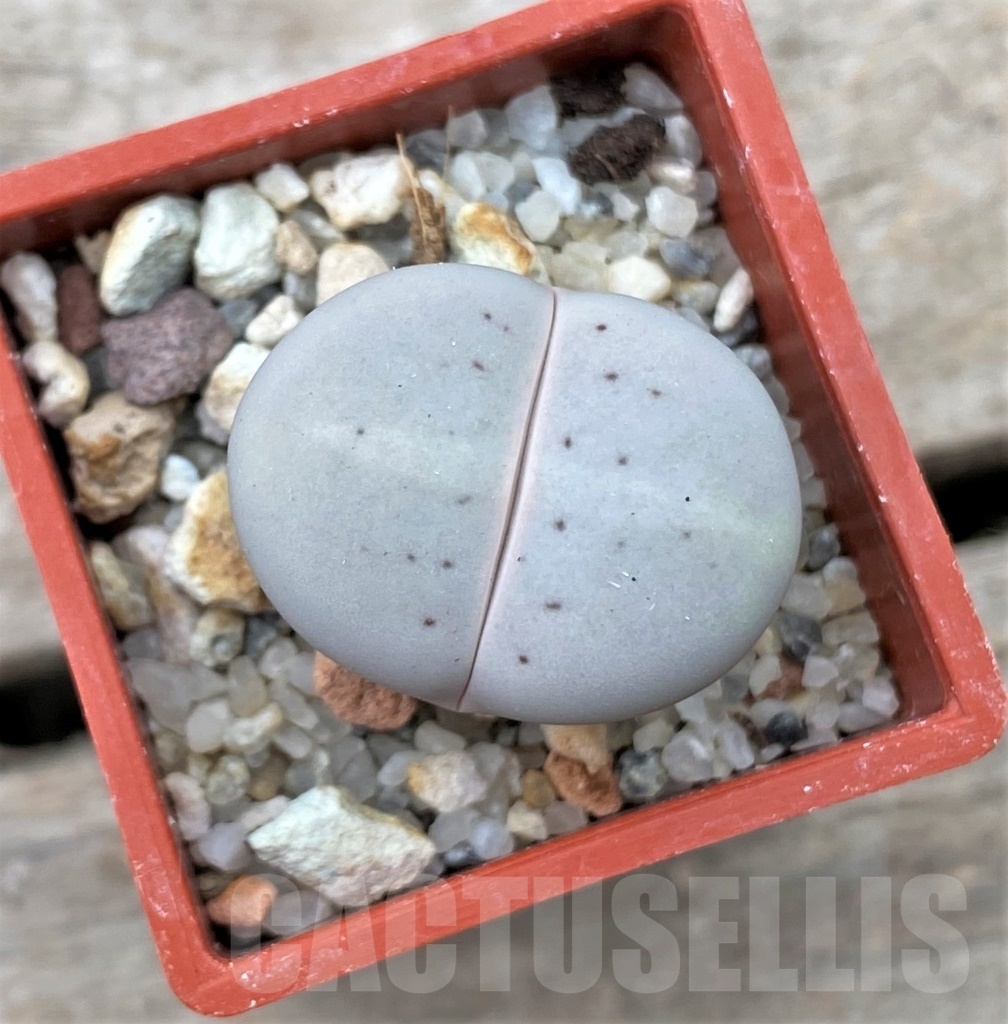 SHPR12341 Dinteranthus vanzylii