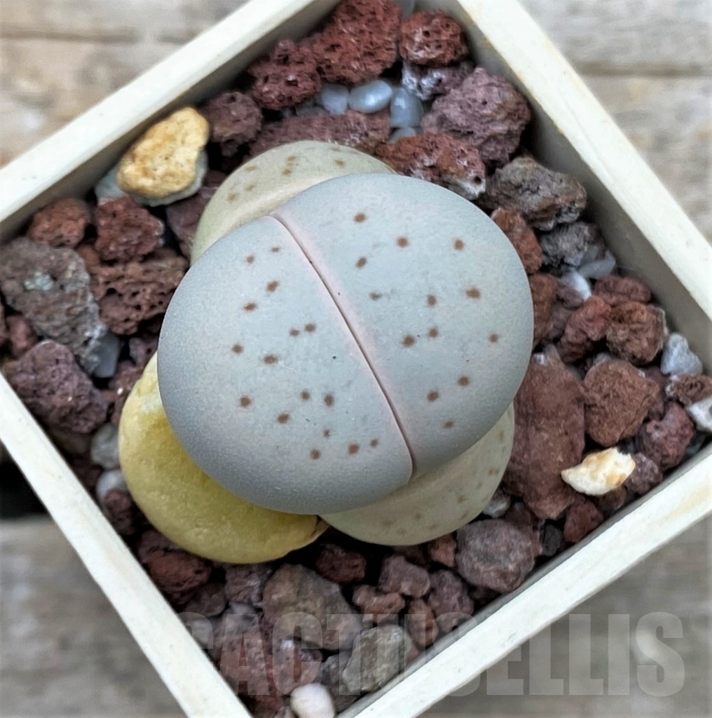 SHPR12343 Dinteranthus vanzylii