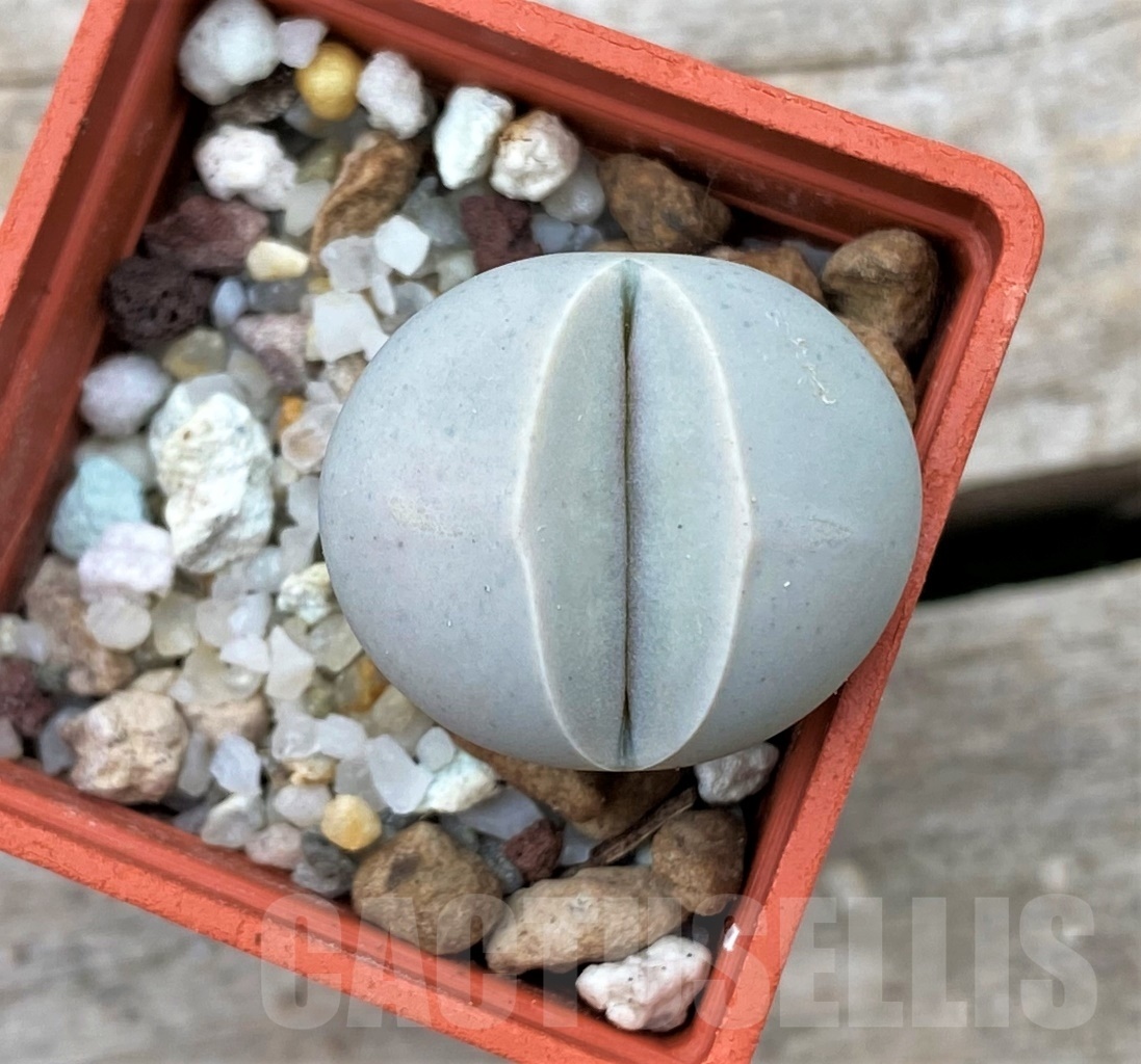 SHPR12344 Dinteranthus wilmotianus v. impunctatus - Image 2