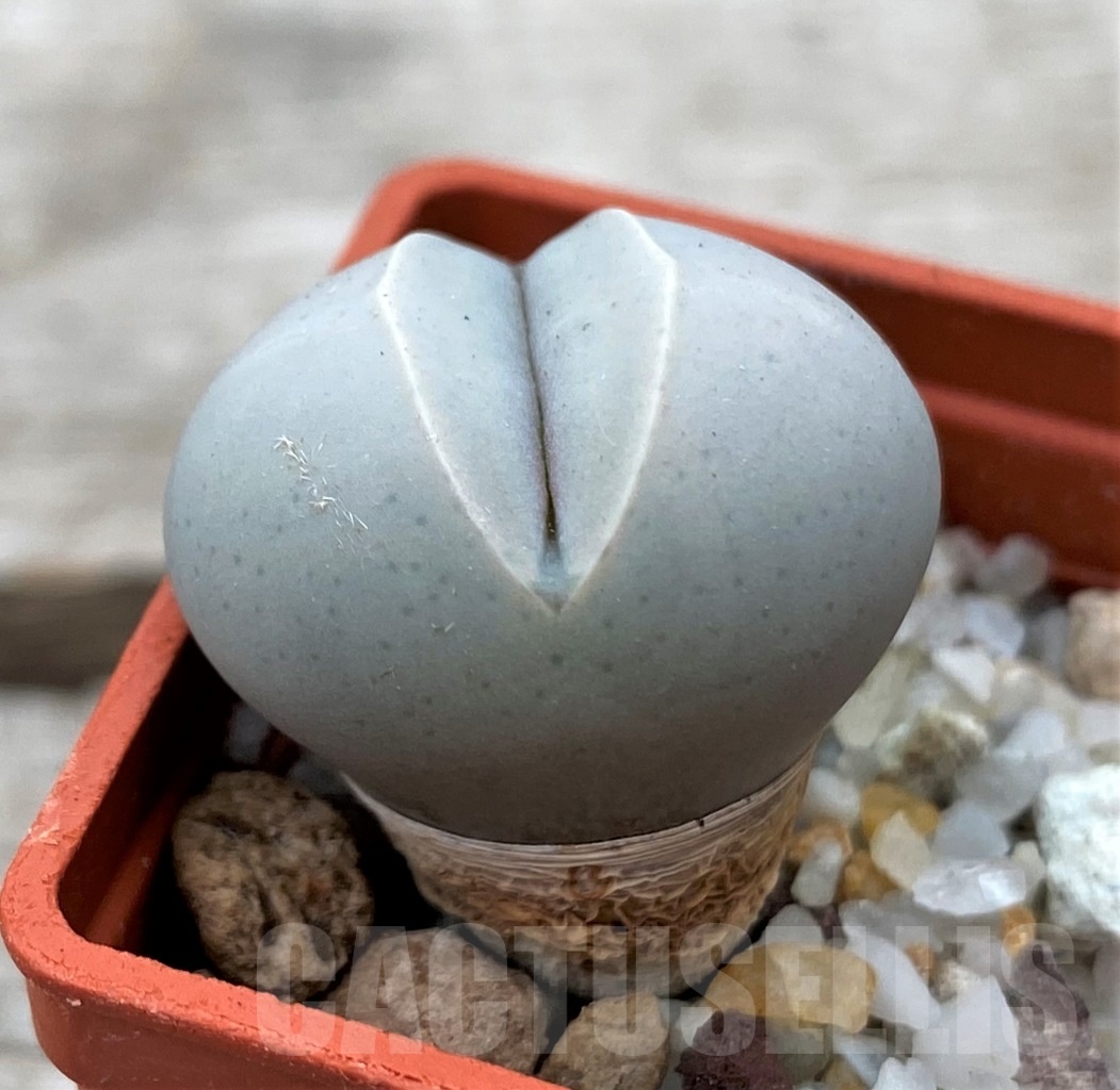 SHPR12344 Dinteranthus wilmotianus v. impunctatus