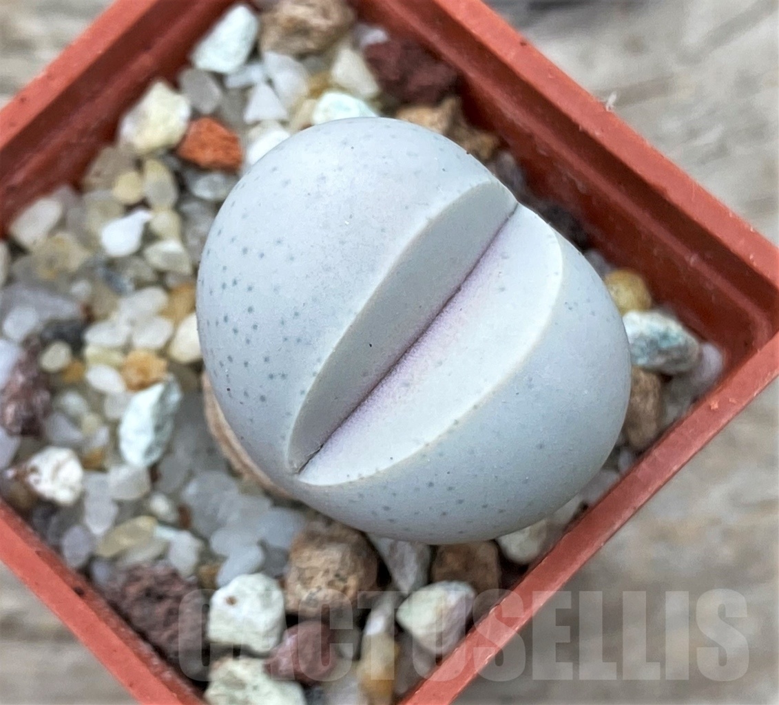 SHPR12345 Dinteranthus wilmotianus v. impunctatus - Image 2