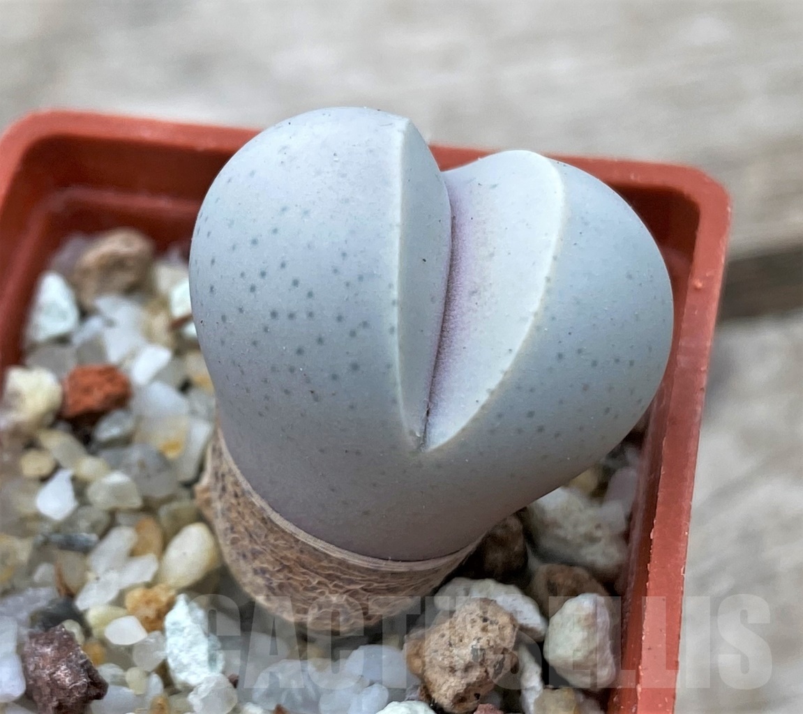 SHPR12345 Dinteranthus wilmotianus v. impunctatus