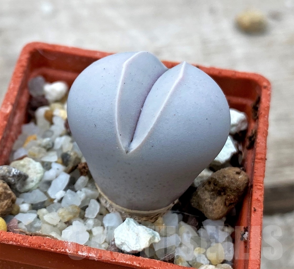 SHPR12346 Dinteranthus wilmotianus v. impunctatus