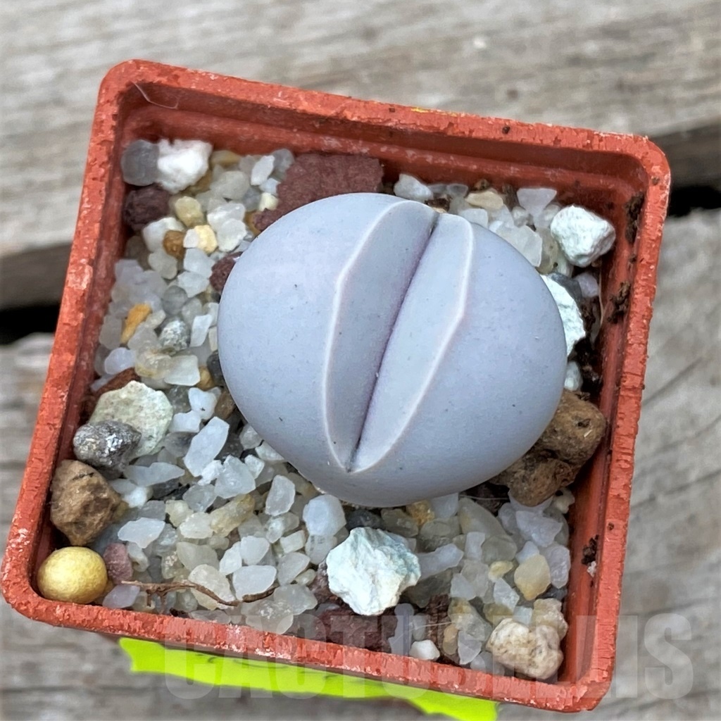 SHPR12346 Dinteranthus wilmotianus v. impunctatus - Image 2