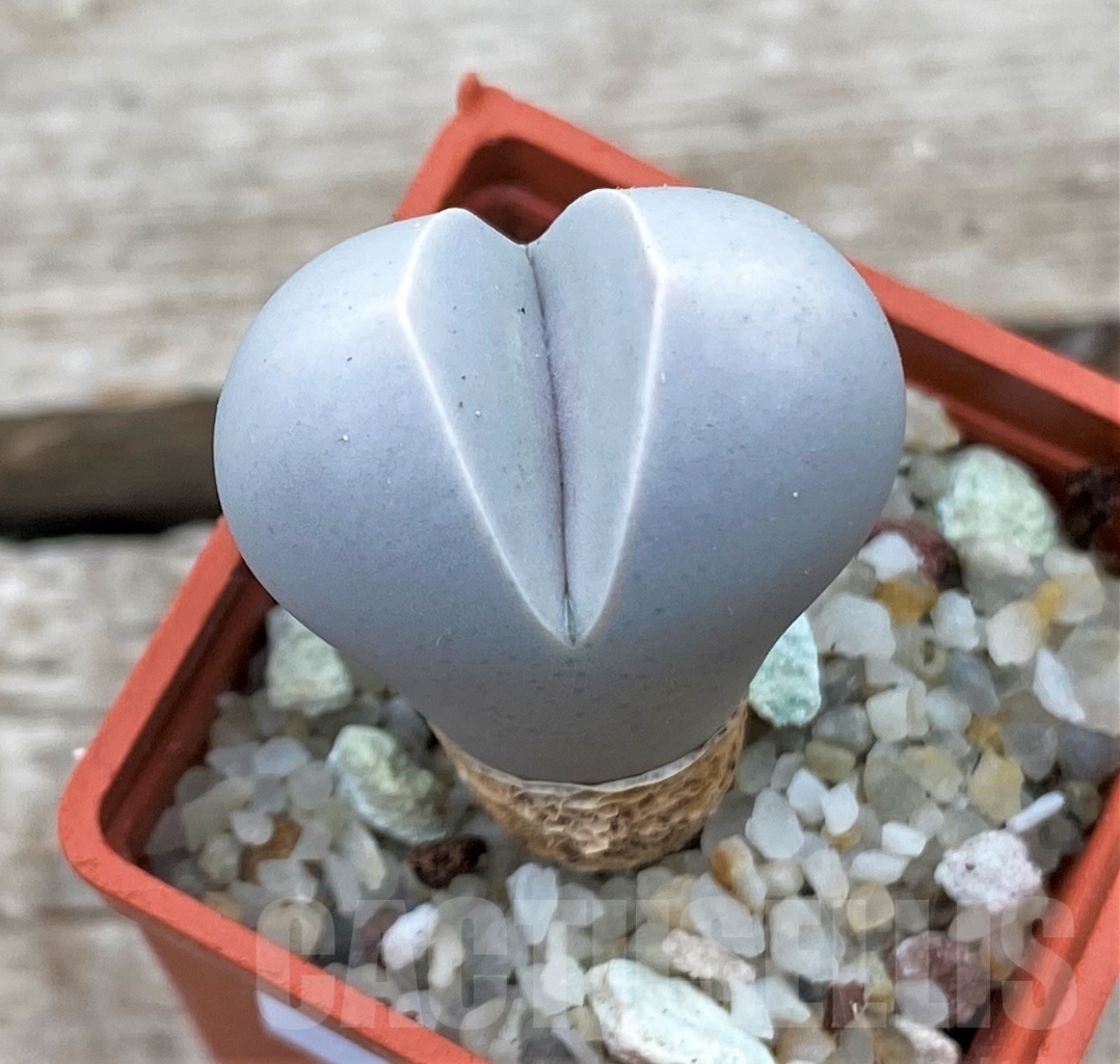 SHPR12347 Dinteranthus wilmotianus v. impunctatus