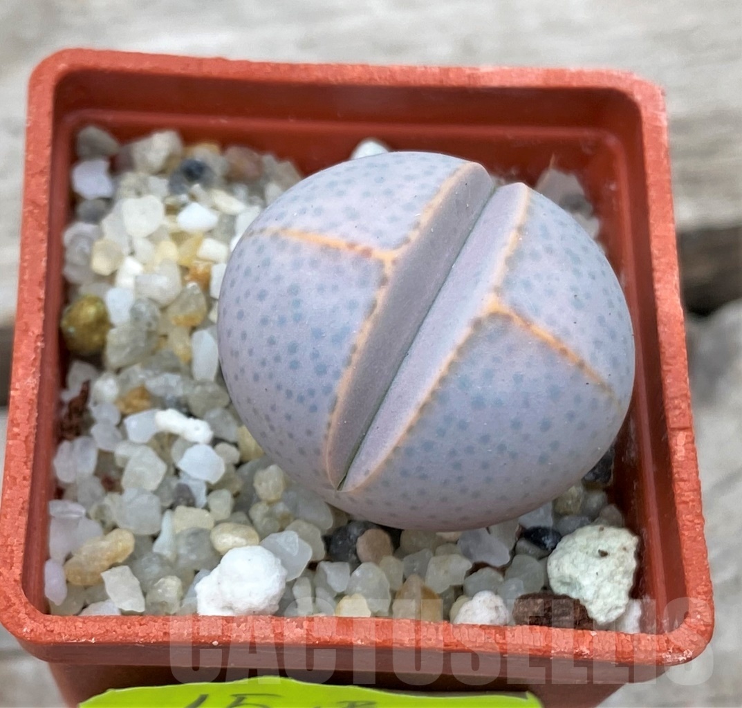 SHPR12348 Dinteranthus wilmotianus -Augrabies falls- - Image 2