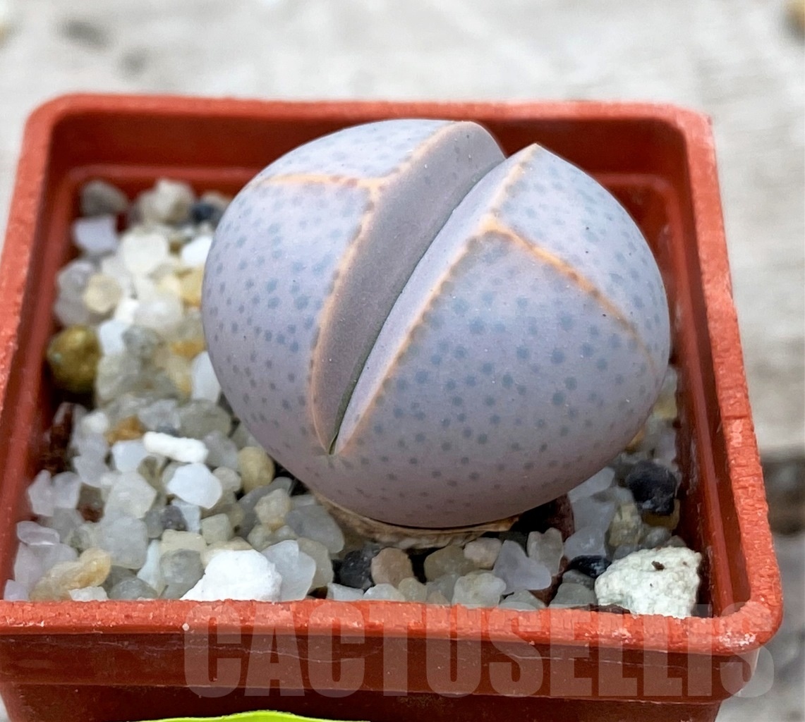 SHPR12348 Dinteranthus wilmotianus -Augrabies falls-