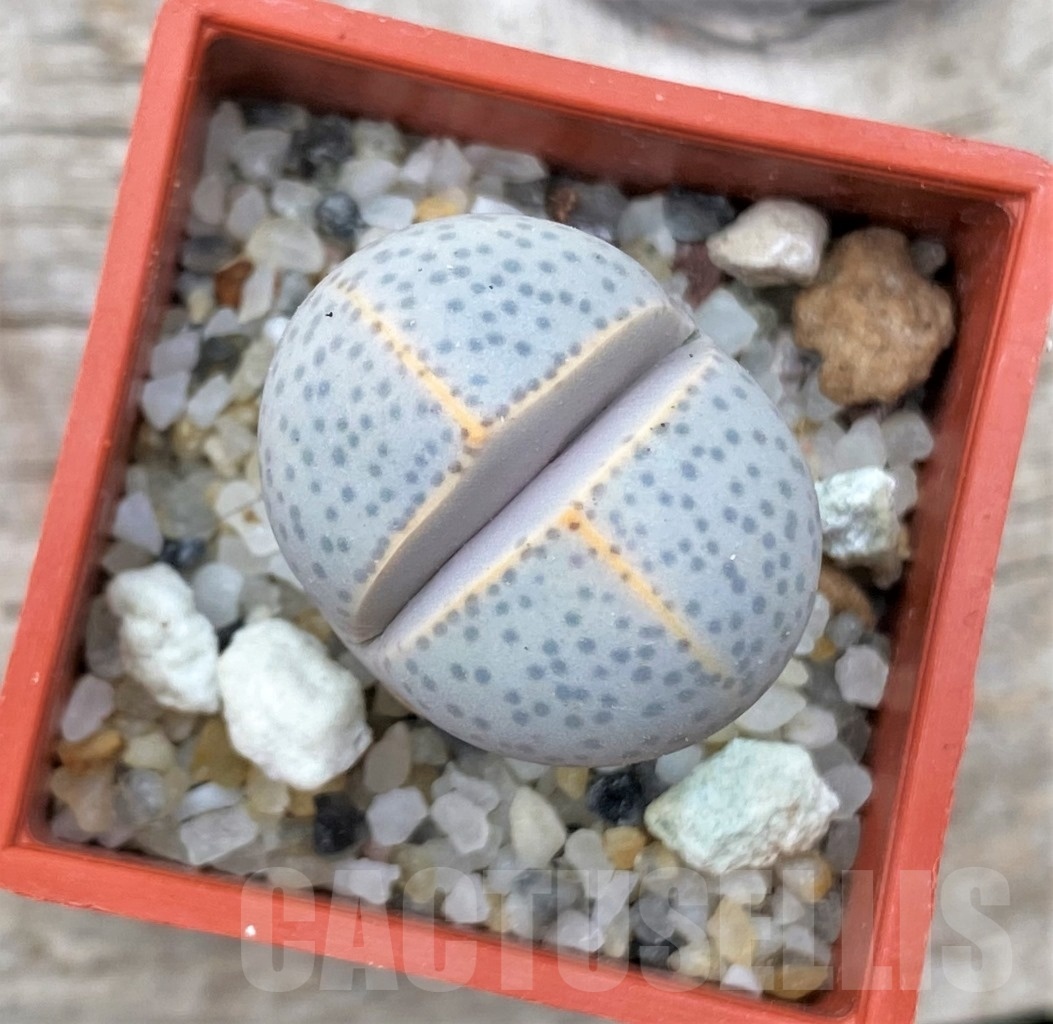 SHPR12349 Dinteranthus wilmotianus -Augrabies falls- - Image 2