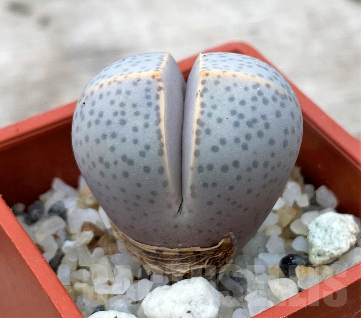 SHPR12349 Dinteranthus wilmotianus -Augrabies falls-