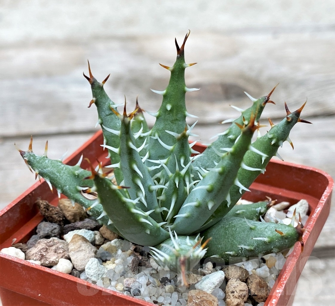SHPR12352 Aloe erinacea