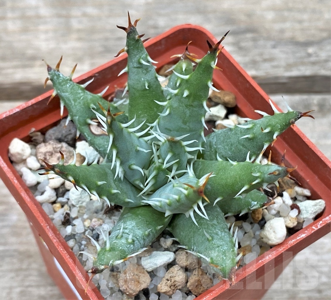 SHPR12352 Aloe erinacea - Image 2