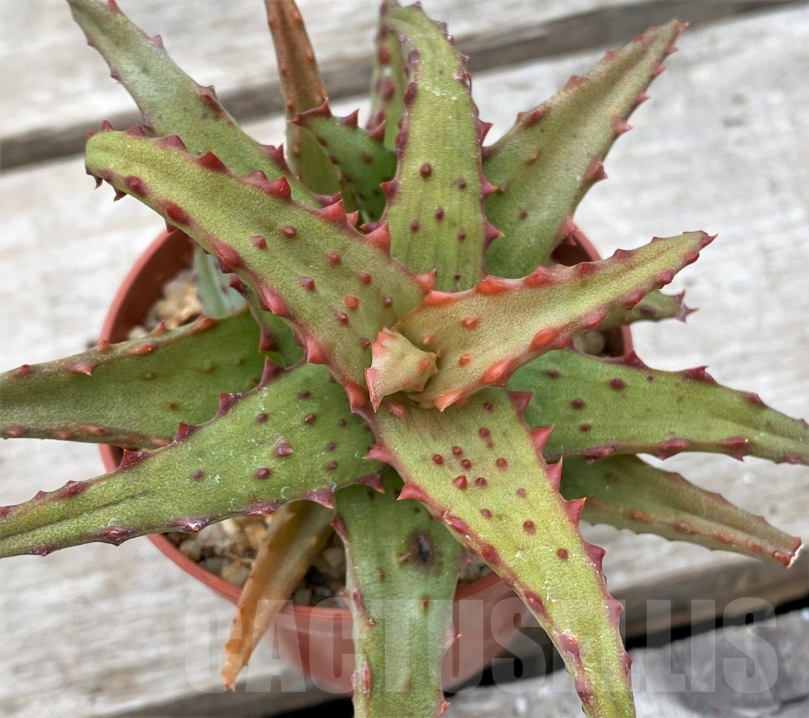 SHPR12355 Aloe castilloniae -Plateau Mahafaly, Joffreville, Madagascar-