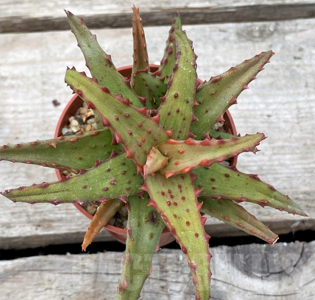 SHPR12355 Aloe castilloniae -Plateau Mahafaly, Joffreville, Madagascar- - Image 2