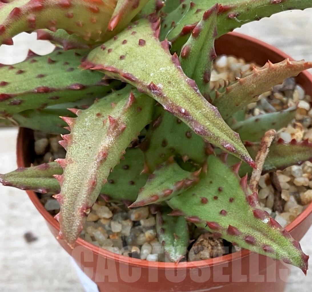 SHPR12355 Aloe castilloniae -Plateau Mahafaly, Joffreville, Madagascar- - Image 3