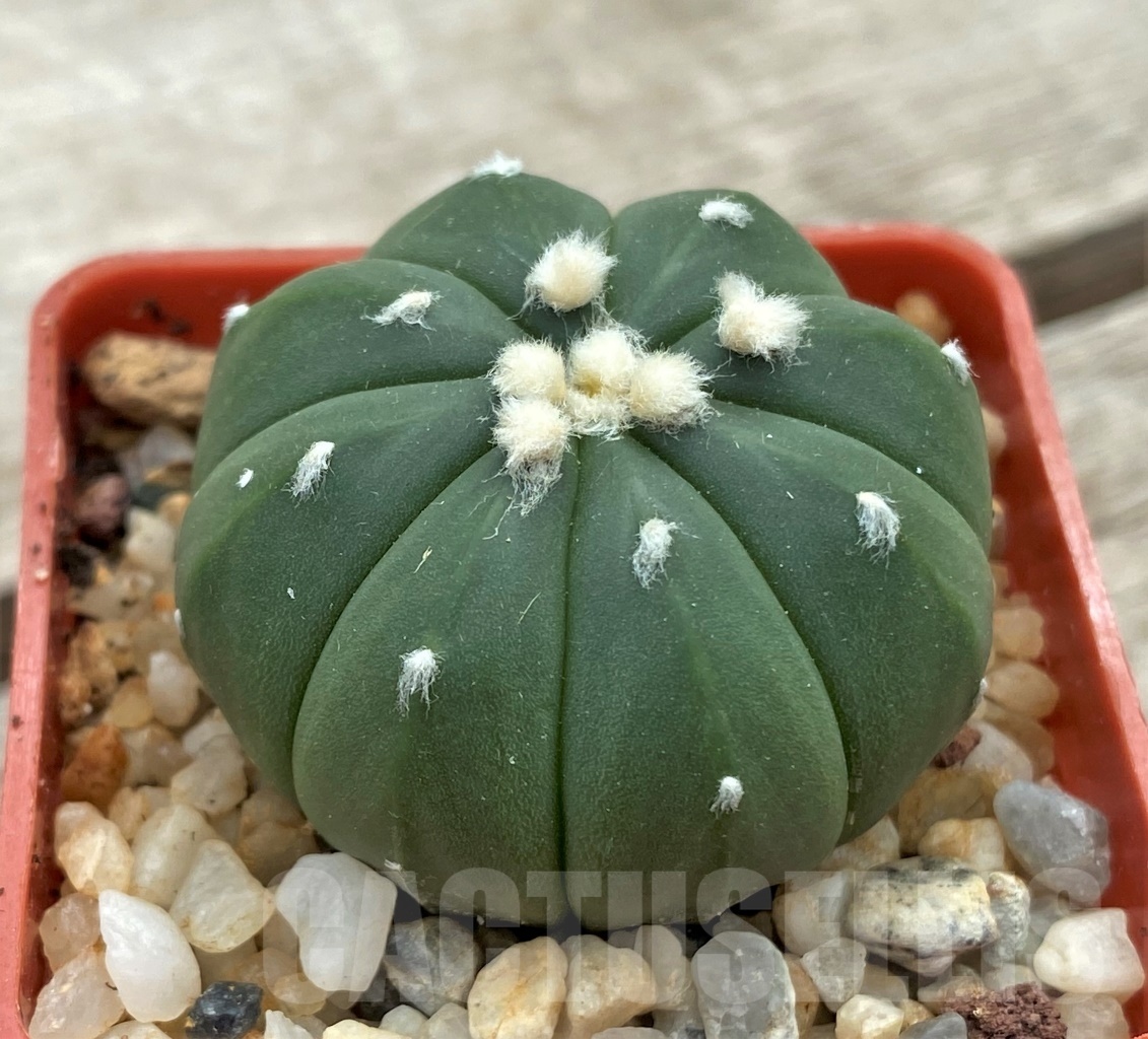 SHPR12360 Astrophytum asterias 'Oibo'