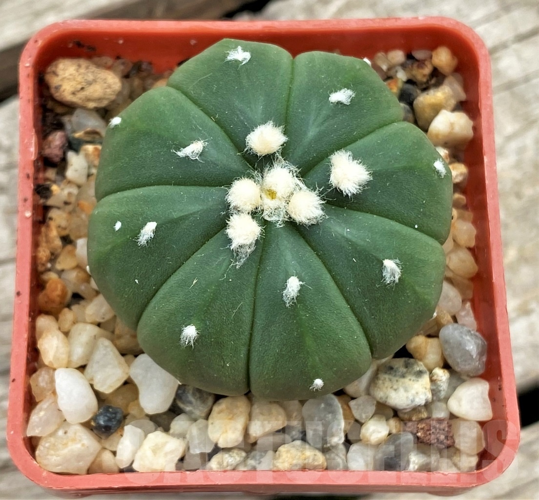 SHPR12360 Astrophytum asterias 'Oibo' - Image 2