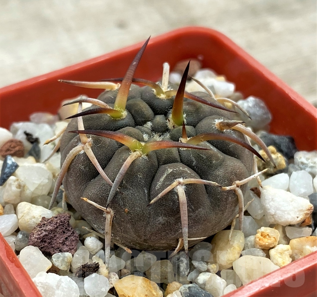 SHPR12370 Gymnocalycium paucispinum