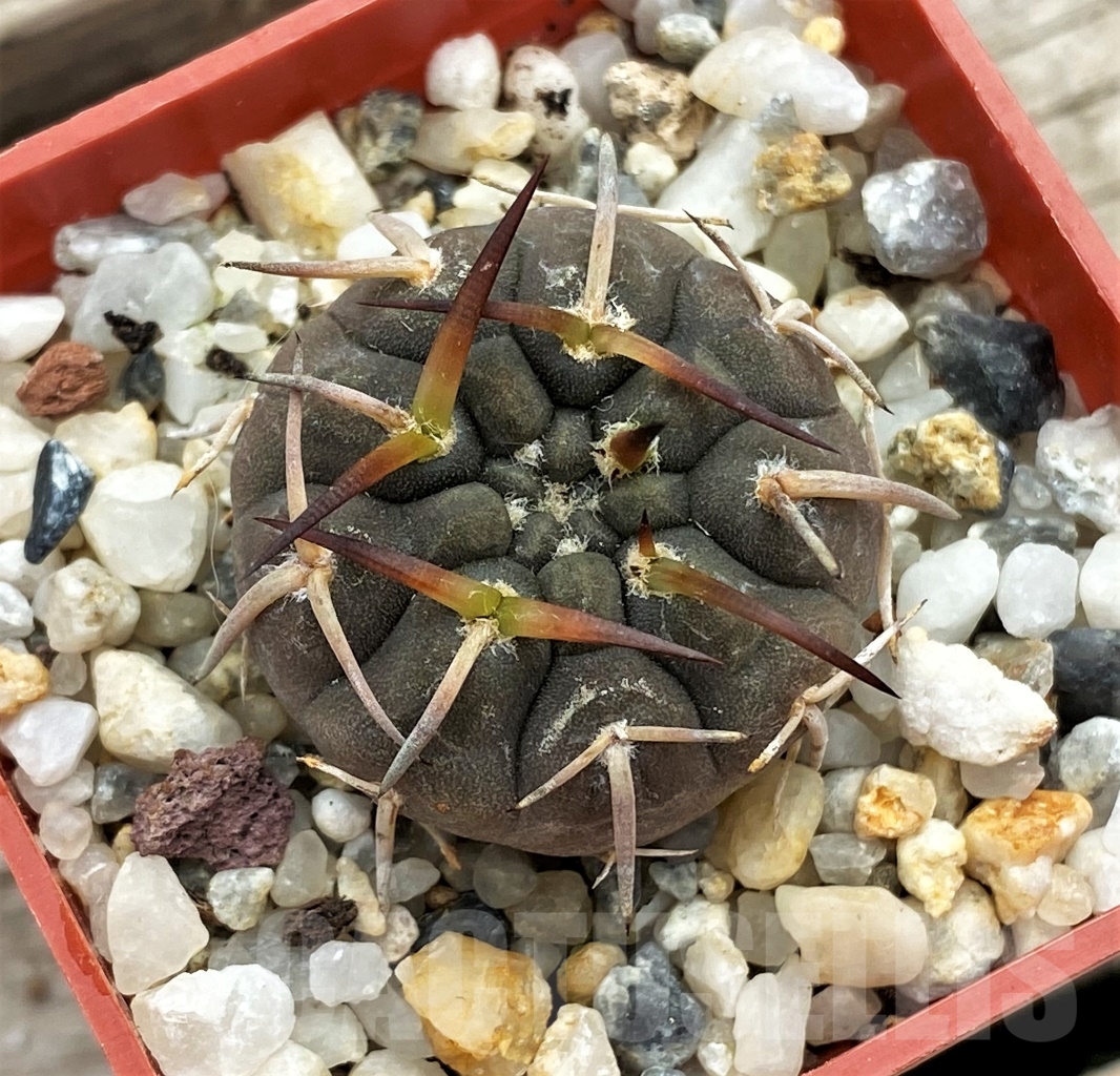 SHPR12370 Gymnocalycium paucispinum - Image 2