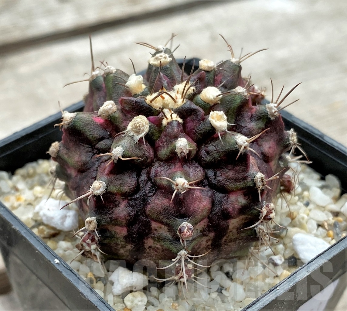 SHPR12371 Gymnocalycium mihanovichii 'T-Rex' - Image 2