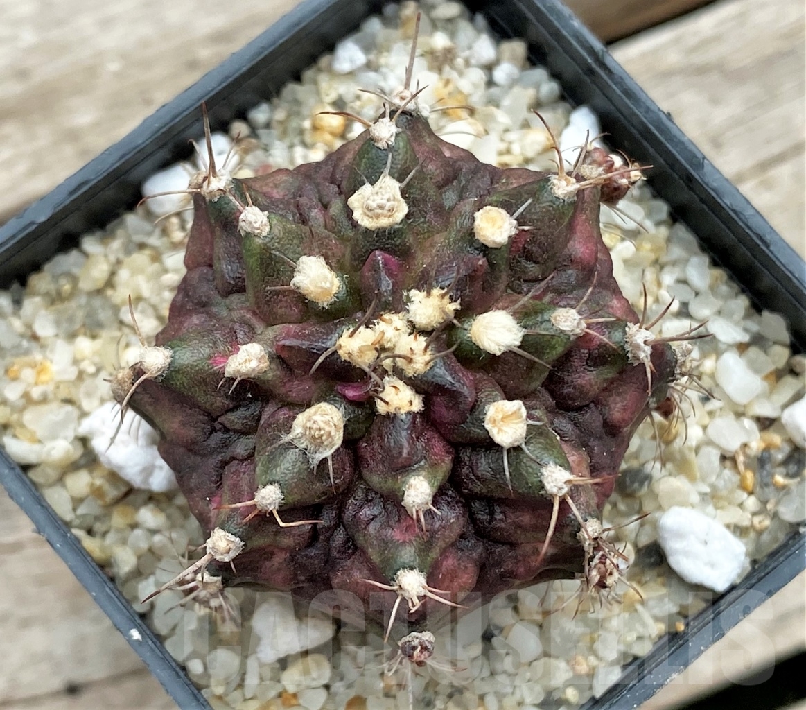 SHPR12371 Gymnocalycium mihanovichii 'T-Rex'